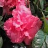 Bloom-A-Thon® Pink Double Reblooming Azalea -Green Haven Shop AZADP1Q 1 3951d9ec 93d5 40a6 8bc6 0f9b2e2b4a98 sw