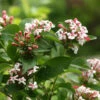 Sweet Emotion® Abelia
