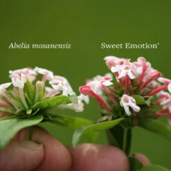 Sweet Emotion® Abelia -Green Haven Shop Abelia Sweet Emotion 4 P