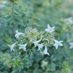 Mucho Gusto™ Abelia -Green Haven Shop AbeliaMuchoGustoP1218145 1080x1080 42faef0