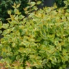 Brilliantina™ Abelia -Green Haven Shop Abelia Brilliantina DSC09704 1080x1080 a33aeef