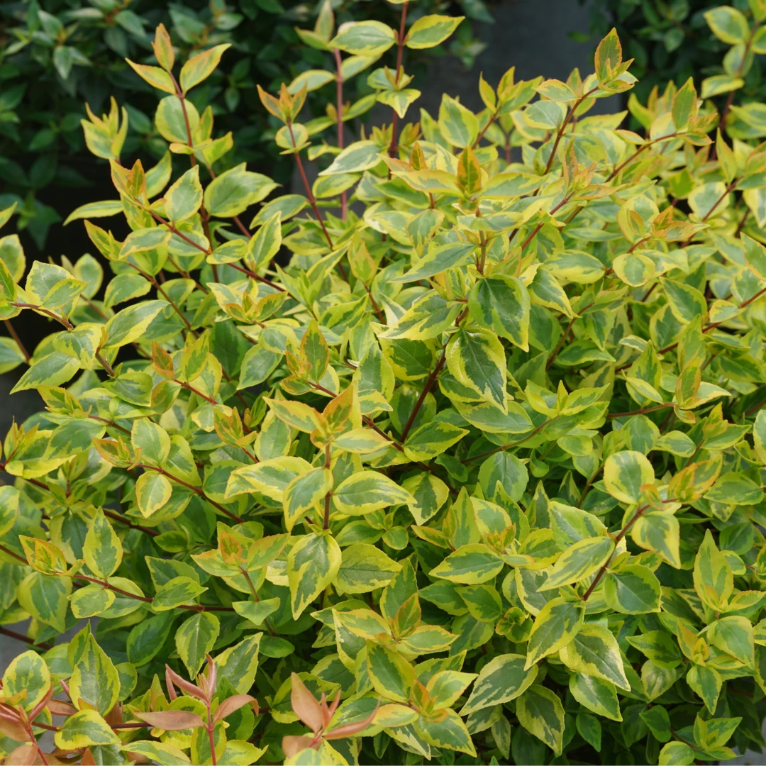 Brilliantina™ Abelia 3 Brilliantina™ Abelia