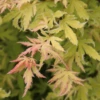 Metamorphosa™ Japanese Maple 1 Metamorphosa™ Japanese Maple -Green Haven Shop AcerMetamorphosaIMG 1121 800x800 2a1909c