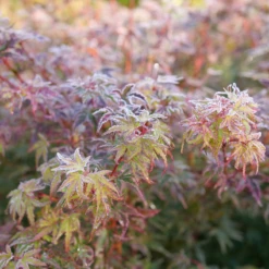 Metamorphosa™ Japanese Maple -Green Haven Shop AcerMetamorphosaP1116890 800x800 1806549