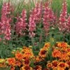 Kudos™ Ambrosia Hummingbird Mint 2 Kudos™ Ambrosia Hummingbird Mint -Green Haven Shop Agastache Kudos Ambrosia 2