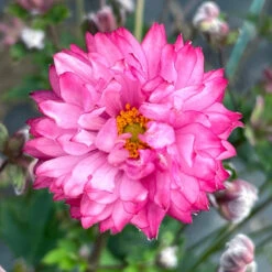 'Puff® 'Pink' Japanese Anemone 9 'Puff® 'Pink' Japanese Anemone -Green Haven Shop Anemone Puff Pink 6