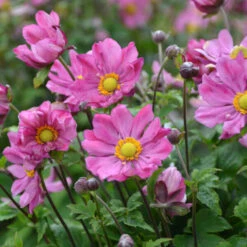 'Curtain Call Deep Rose' Japanese Anemone 8 'Curtain Call Deep Rose' Japanese Anemone -Green Haven Shop Anemone CurtainCallDeepRose JapaneseAnemone 1