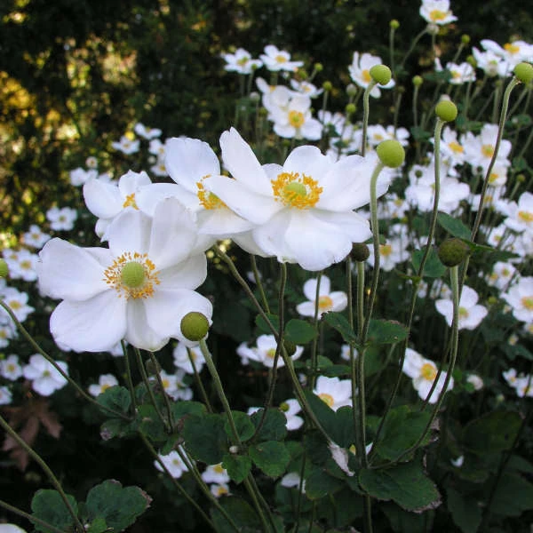 'Honorine Jobert' Japanese Anemone 3 'Honorine Jobert' Japanese Anemone