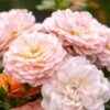 Apricot Drift® Rose -Green Haven Shop ApricotDrift