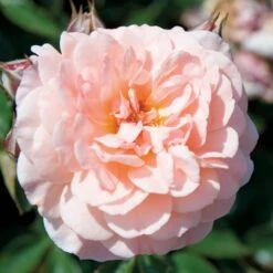 Apricot Drift® Rose -Green Haven Shop ApricotDrift 3