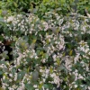 Low Scape Snowfire™ Aronia -Green Haven Shop AroniaLowScapeSnowfireIMG 6792 800x800 b48c4ea