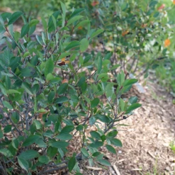 Low Scape Snowfire™ Aronia -Green Haven Shop AroniaLowScapeSnowfireP1105868 800x800 a835bc3
