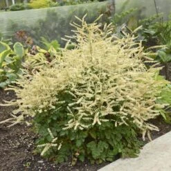 'Chantilly Lace' Goatsbeard -Green Haven Shop Aruncus Chantilly Lace 1 P sw