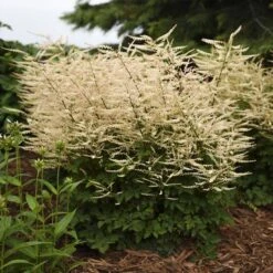 'Chantilly Lace' Goatsbeard -Green Haven Shop Aruncus Chantilly Lace 2 P sw