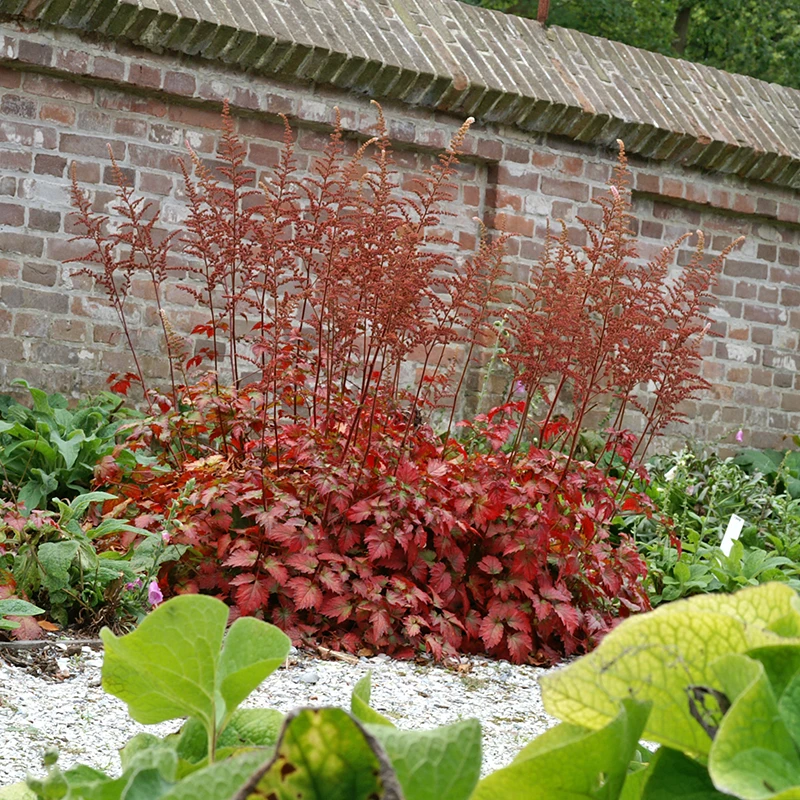 Color Flash® Astilbe 5 Color Flash® Astilbe - Image 3