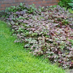 Color Flash® Astilbe 10 Color Flash® Astilbe -Green Haven Shop AstilbeColorFlash 100615gbv001