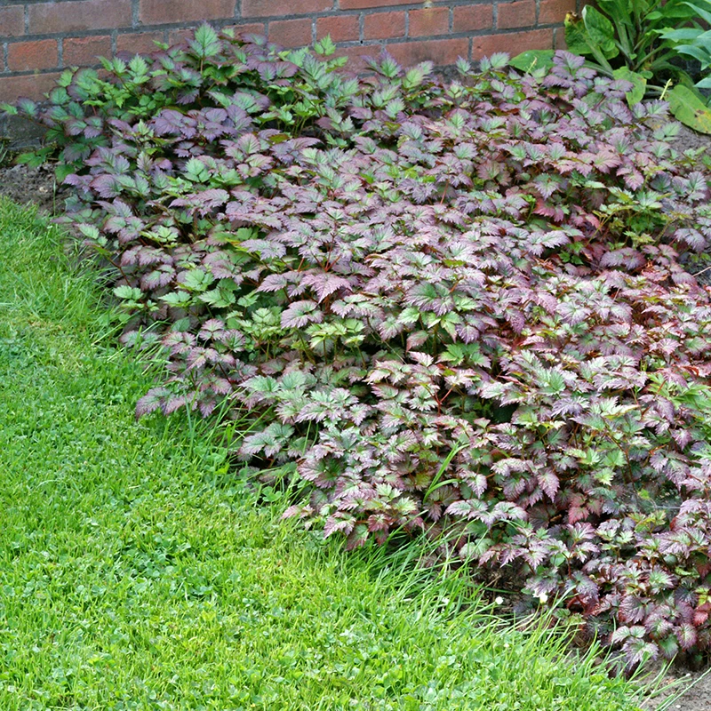 Color Flash® Astilbe 6 Color Flash® Astilbe - Image 4