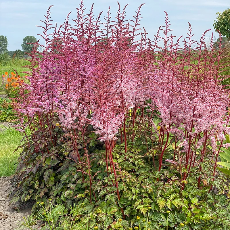 Color Flash® Astilbe 3 Color Flash® Astilbe