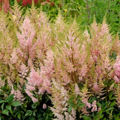 'Youniqe Salmon' Astilbe 8 'Youniqe Salmon' Astilbe -Green Haven Shop AstilbeYouniqueSalmon 150626gbo028