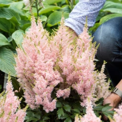 'Youniqe Salmon' Astilbe 9 'Youniqe Salmon' Astilbe -Green Haven Shop AstilbeYouniqueSalmon 160622cre002