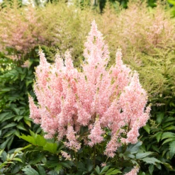 'Youniqe Salmon' Astilbe 10 'Youniqe Salmon' Astilbe -Green Haven Shop AstilbeYouniqueSalmon 160622cre006