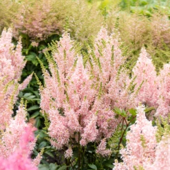 'Youniqe Salmon' Astilbe 11 'Youniqe Salmon' Astilbe -Green Haven Shop AstilbeYouniqueSalmon 160622cre007