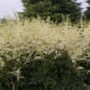 'Bridal Veil' Astilbe 1 'Bridal Veil' Astilbe -Green Haven Shop Astilbe BridalVeil 0000lowres