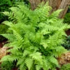 Lady Fern -Green Haven Shop Athyrium Lady Fern