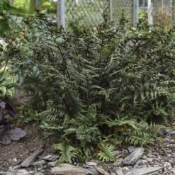 'Crested Surf' Japanese Painted Fern -Green Haven Shop Athyrium niponicum Crested Surf 1 P sw