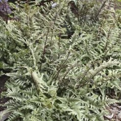 'Crested Surf' Japanese Painted Fern -Green Haven Shop Athyrium niponicum Crested Surf 2 P sw