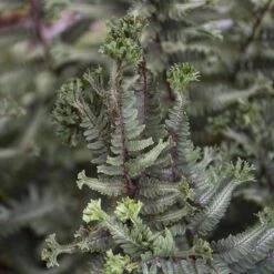 'Crested Surf' Japanese Painted Fern -Green Haven Shop Athyrium niponicum Crested Surf 3 P sw