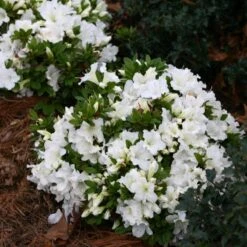 Bloom-A-Thon® White Reblooming Azalea -Green Haven Shop Azalea Bloom A Thon White 1 bd3d5e74 eb46 43dc 83e3 67a5d4c21802 sw