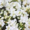 Bloom-A-Thon® White Reblooming Azalea 1 Bloom-A-Thon® White Reblooming Azalea -Green Haven Shop Azalea Bloom A Thon White 3 2036f1af 70f0 470f 9af7 82c902c0fb43 sw