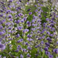 Decadence® 'Blue Bubbly' False Indigo -Green Haven Shop Baptisia BlueBubbly FalseIndigo 2