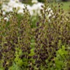Decadence® 'Dark Chocolate' False Indigo -Green Haven Shop Baptisia DarkChocolate FalseIndigo