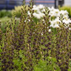 Decadence® 'Dark Chocolate' False Indigo -Green Haven Shop Baptisia DarkChocolate FalseIndigo 2