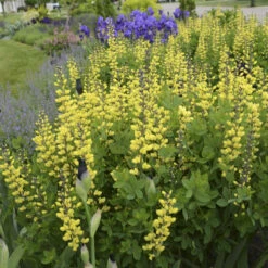 Decadence® 'Lemon Meringue' False Indigo -Green Haven Shop Baptisia LemonMeringue FalseIndigo 1