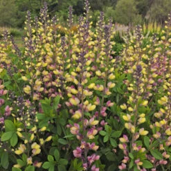 Decadence® 'Pink Lemonade' False Indigo 8 Decadence® 'Pink Lemonade' False Indigo -Green Haven Shop Baptisia PinkLemonade FalseIndigo 2