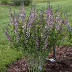 Decadence® 'Pink Truffles' False Indigo -Green Haven Shop Baptisia PinkTruffles FalseIndigo 2