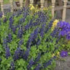 Decadence® 'Sparkling Sapphires' False Indigo -Green Haven Shop Baptisia SparklingSapphires FalseIndigo 1