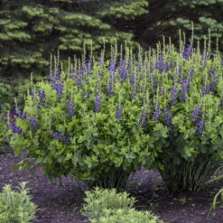 Decadence® 'Sparkling Sapphires' False Indigo -Green Haven Shop Baptisia SparklingSapphires FalseIndigo 2