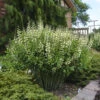 Decadence® 'Vanilla Cream' False Indigo -Green Haven Shop Baptisia VanillaCream FalseIndigo