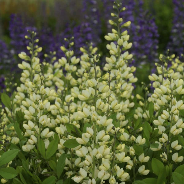 Decadence® 'Vanilla Cream' False Indigo 4 Decadence® 'Vanilla Cream' False Indigo - Image 2