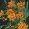 'Freckle Face' Blackberry Lily -Green Haven Shop Belamcandachinensis FreckleFace 0000lowres