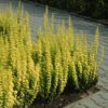 Sunjoy Gold Pillar® Barberry 2 Sunjoy Gold Pillar® Barberry -Green Haven Shop Berberis Sunjoy Gold Pillar