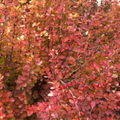 Sunjoy Gold Pillar® Barberry -Green Haven Shop Berberis Sunjoy Gold Pillar 3