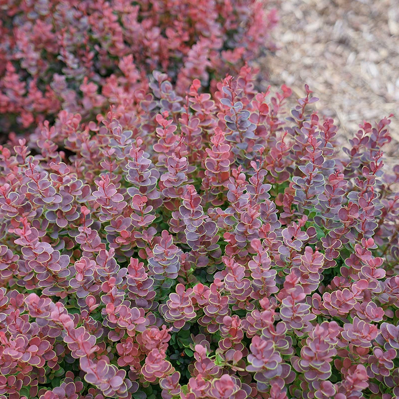 Sunjoy Mini Maroon® Barberry 4 Sunjoy Mini Maroon® Barberry - Image 2