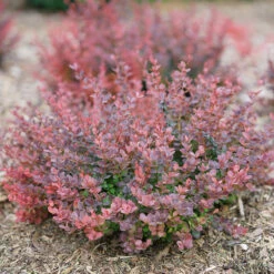 Sunjoy Mini Maroon® Barberry 13 Sunjoy Mini Maroon® Barberry -Green Haven Shop Berberis Sunjoy Mini Maroon 6 P