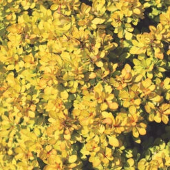 Sunjoy® Mini Saffron Barberry -Green Haven Shop Berberis Sunjoy Mini Saffron 1