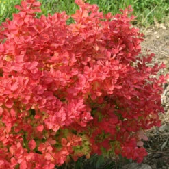 Sunjoy Neo® Barberry -Green Haven Shop Berberis Sunjoy Neo 2